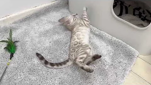 Watch the video about Silver Snow Lynx Bengal Cat | Bengalheritage Cats