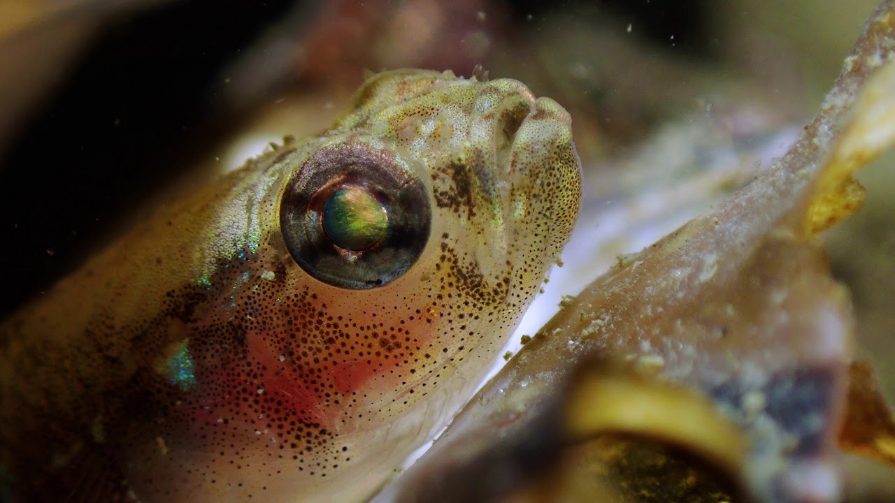 fish eyeballs fish eyeballs