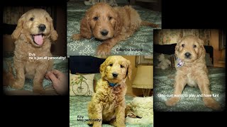 Week 7 F1 Goldendoodle Litter 1