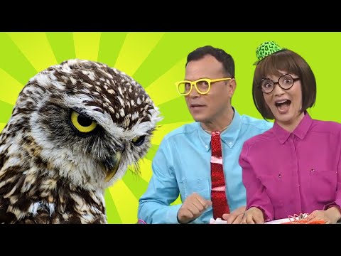 Conheça a Maior Coruja do Mundo - Gil e Cris