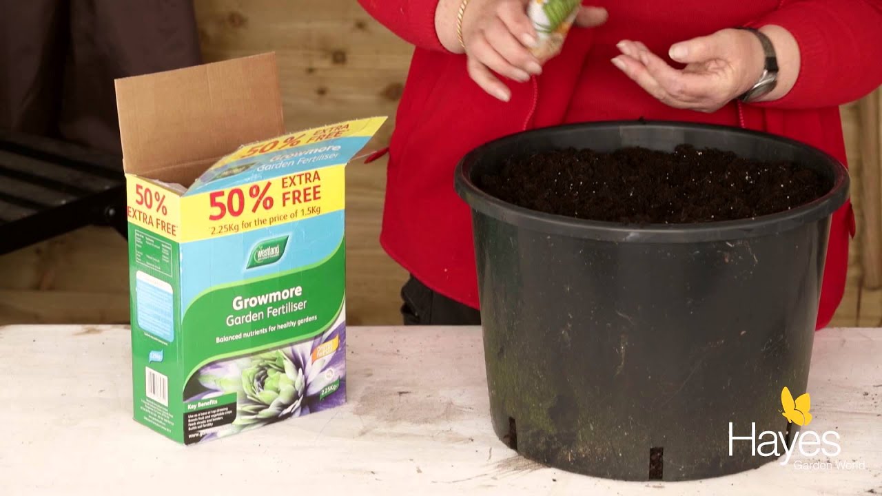 How to Plant Dwarf Beans | Hayes Garden World - YouTube