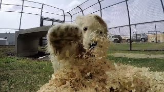Nora the polar bear cub plays at the Columbus Zoo