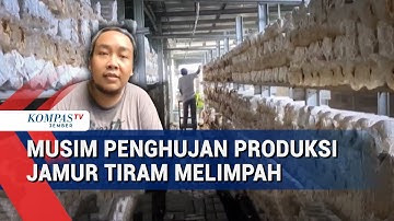 Musim Hujan, Produksi Jamur Tiram di Madiun Melejit hingga 30 Kg per Hari!