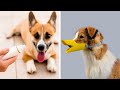 50 coolest pet products  most trending pet accessories of 2024