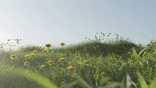 Blender Vegetation Test