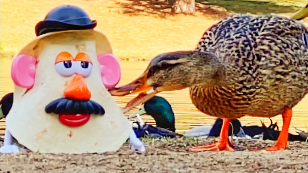 Live Action Mr Tortilla Head Shorts Youtube