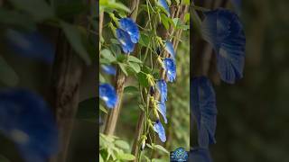 अपराजिता फूल का जादुई विज्ञान 🧪 | Science of Color Changing Blue Tea! | Vastu! | ईशान कोण!