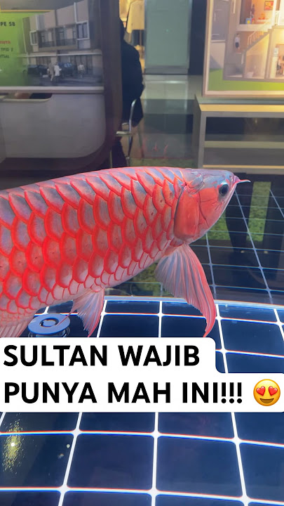 IKAN SULTAN ARWANA SUPER RED MERAH TERMAHAL HARGA 100 JUTA