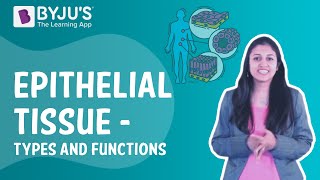 Epithelial Tissue - Types and Functions I Class 9 I Learn with BYJU'S