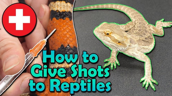 Reptiles: handling small lizards 