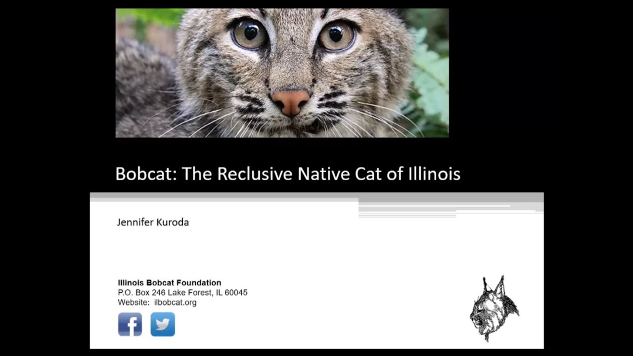Bobcat The Reclusive Native Cat of Illinois YouTube
