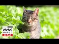 Kanagawa: Miura Sea Breeze - A Cat