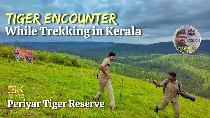 Encounter with Tiger while trekking in Kerala Forest | Gavi safari English in Periyar Thekkady thumbnail