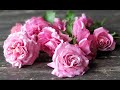 5 розовых французских роз в моем саду