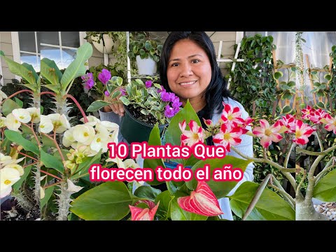 Video: Flor de interior que florece todo el año. Plantas de interior con flores resistentes