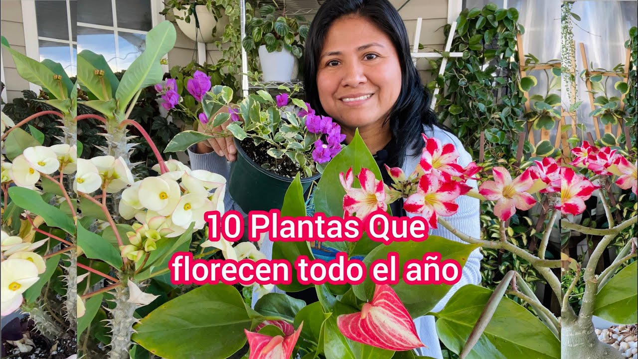 10 Plantas que florecen todo el año para interior y exterior - thptnganamst.edu.vn