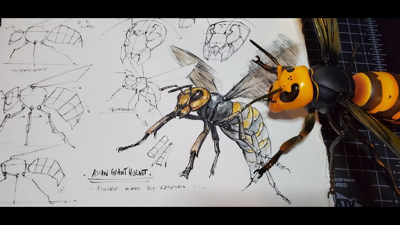 wasp sketch by me  insect hornet insectdrawing insectart  insectsofinstagram insects ankitartsofficial pentelgraphgear500   Instagram