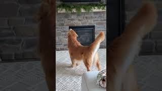 Get the squirrel 🤣