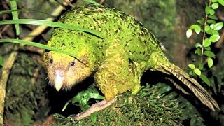 10 Ancient Flightless Birds That Are Still Alive Today