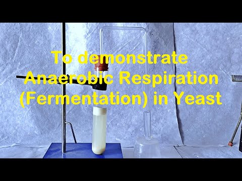 Fermentation in Yeast Experiment