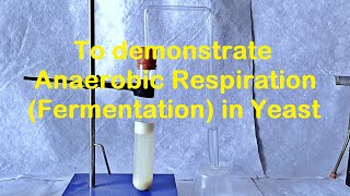 Fermentation in Yeast Experiment