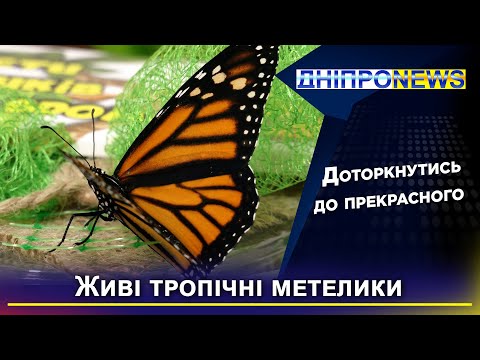 Живі тропічні метелики у Дніпрі: краса на долоні