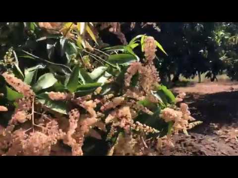 🥭 Mango Tree Flowering after Paclobutrazal Application