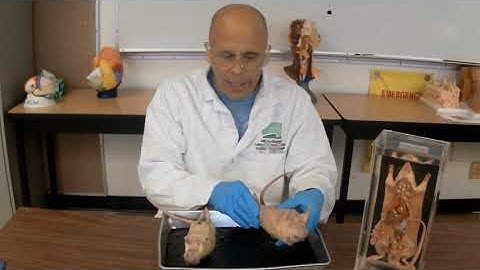 Rat Dissection  Intro