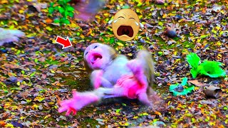 OH, Look... Mom l.oc.k.e.d adored tiny baby monkey not for milk r.e.j.e.c.t.e.d & left on the ground