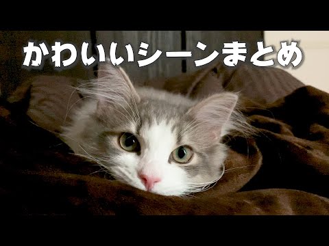 可愛いところまとめ!【ノルウェージャンフォレストキャット 】