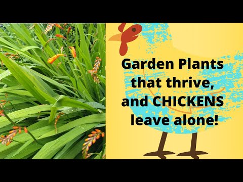 ვიდეო: მცენარეები ქათმებს არ შეუძლიათ ჭამა - შეიტყვეთ მცენარეების შესახებ, რომლებიც შხამიანია ქათმებისთვის