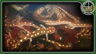 100+ Spotted Salamanders in a Vernal Pool!
