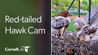 Live #CornellHawks Fernow Nest Fixed Cam