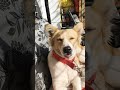 So Cute #dog #indiandog #cute #cutedogs #cutedog