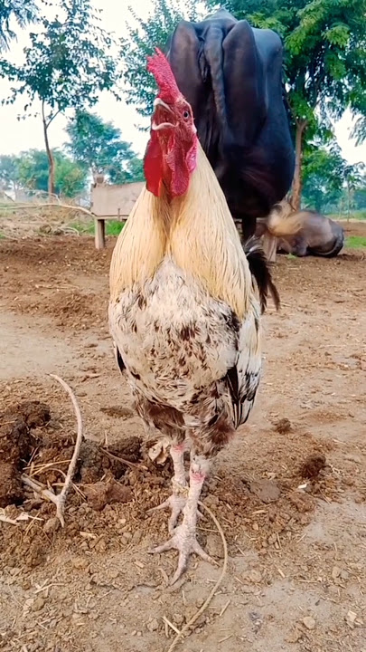 rooster good morning alarm #animals #village #shorts #birds