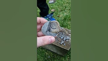 Splitting a dactylioceras #ammonite #fossil with the hammer & chisel. #fossiles #fossilien #shorts