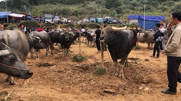 CHỢ TRÂU CỐC LY THÁNG 12 - PHIÊN CHỢ TOÀN TRÂU THƯƠNG PHẨM CHẤT LƯỢNG