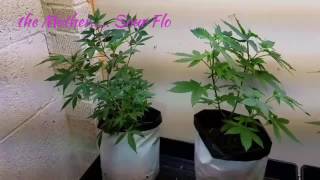 Veg Update