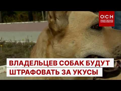 Владельцев собак будут штрафовать за укусы