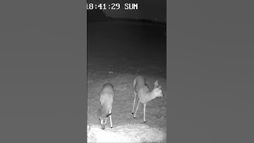 Roe deer! #reolink #wildlife #reolinkcaptures #nature #roedeer #deertrails @ReolinkCameras