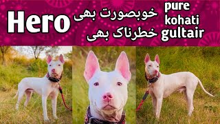 hero...best guard dog...دشمن کے لئے خطرہ ۔۔۔ by Ustad Noman Khan 9,445 views 2 years ago 1 minute, 24 seconds