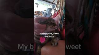 Download Lagu My soul cat has the purest, sweetest love for me #vanlife #catvideo #soulcat #catbond #jfy #cat MP3 Download Lagu My soul cat has the purest, sweetest love for me #vanlife #catvideo #soulcat #catbond #jfy #cat MP3