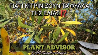 Γιατί Κιτρινίζουν τα Φύλλα της Ελιάς ⁉️Είναι έλλειψη η ασθένεια ⁉️Plant Advisor Greece