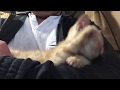 ［#地域猫 #保護猫 ］茶トラ子猫 ミルク後の毛づくろい 2019.12.25［#野良猫 #捨て猫 ］