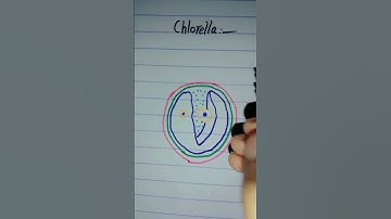 How to draw Chlorella|a single cell representing a thallus#diagram #shorts #viral #how