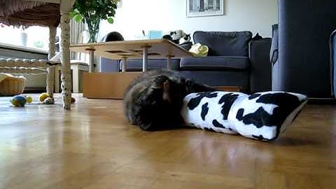 De Kong Kickeroo is een groot succes!