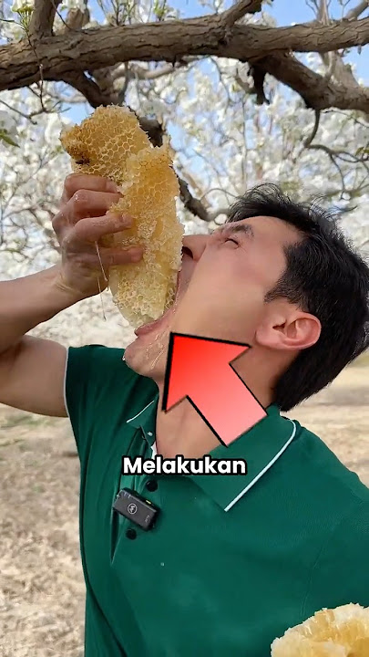 Kenapa Jangan Memakan Sarang Lebah‼️😳