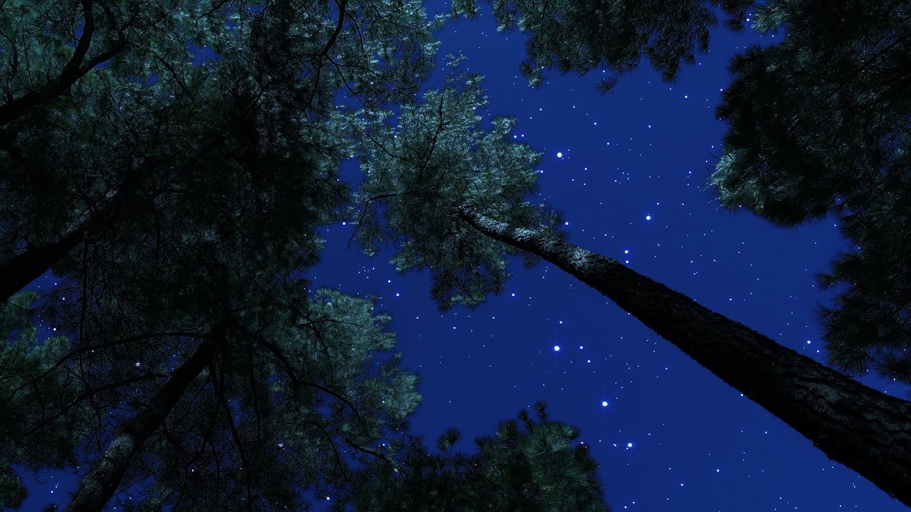 Crickets & Owl Under the Starry Night | Nature Ambience for Deep Sleep & Relaxation