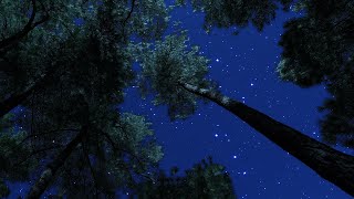 Crickets \u0026 Owl Under the Starry Night | Nature Ambience for Deep Sleep \u0026 Relaxation