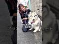 🐺✨パンジーくんとお散歩していたら、まさかの街頭インタビュー🎤🐾#アラスカンマラミュート#大型犬 #可愛い